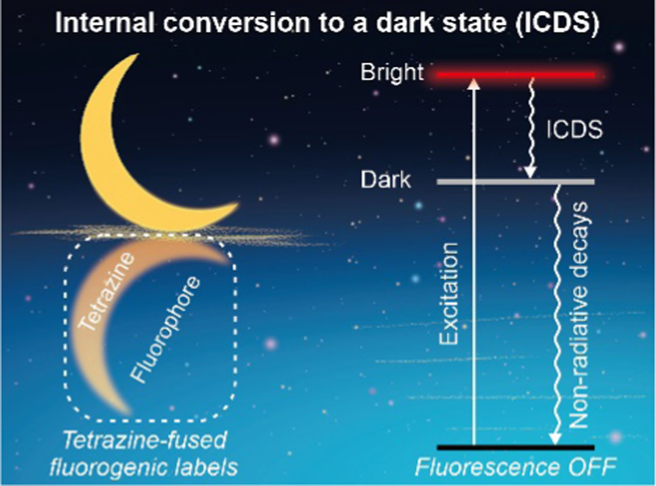 Graphical abstract: The fluorescence quenching mechanism of tetrazine-functionalized fluorogenic labels with integrated π-conjugations: internal conversion to a dark state