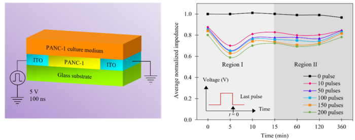 Schematic of the nanosecond electroporation platform (left panel) and the graph showing long recovery times (right panel).